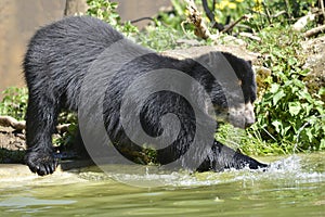 Andean bear in water photo