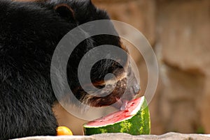 Andean bear and watermelon photo