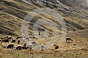 Andean Bolivia Landscape with llamas photo
