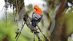 Andean cock-of-the-rock