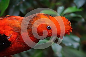 Andean cock of the rock