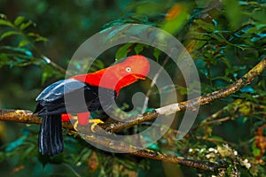 Andean Cock-Of-The-Rock