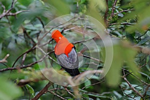 Andean Cock-of-the-rock