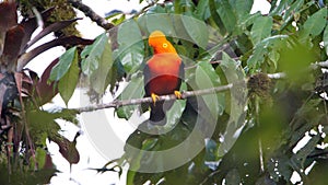 Andean cock-of-the-rock photo