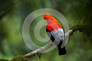 Andean cock-of-the-rock in the beautiful nature habitat photo