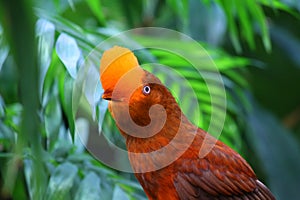 Andean cock-of-the-rock bird Rupicola rupicola peruvianus