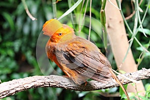 Andean cock-of-the-rock bird Rupicola rupicola peruvianus