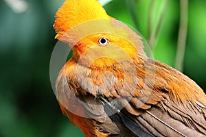 Andean cock-of-the-rock bird Rupicola rupicola peruvianus