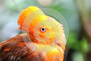 Andean cock-of-the-rock bird Rupicola rupicola peruvianus