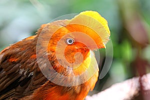 Andean cock-of-the-rock bird Rupicola rupicola peruvianus