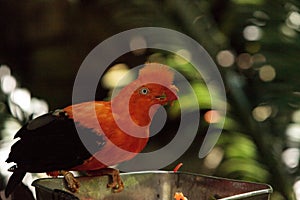 Andean Cock-of-the-rock called Rupicola peruvianus