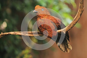 Andean cock-of-the-rock photo