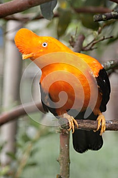 Andean cock-of-the-rock or Gallito de las Rocas photo