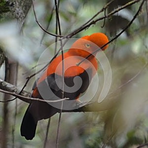 Andean Cock of the Rock, the national bird of Peru