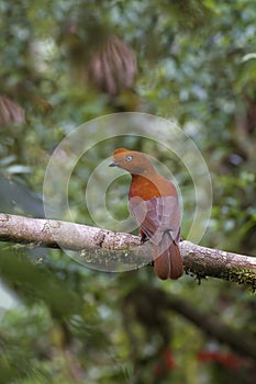 Andean cock of the rock, Peru