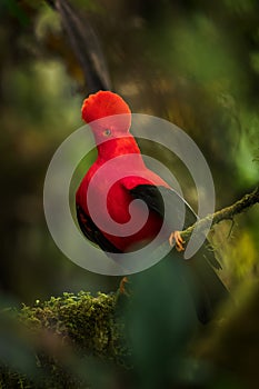 Andean Cock of the Rock - Rupicola peruviana