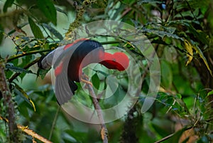 Andean Cock of the Rock - Rupicola peruviana