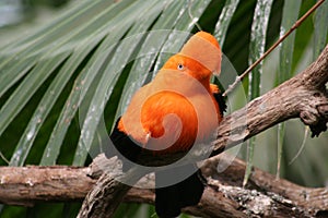 Andean cock-of-the-rock (Rupicola peruviana) photo