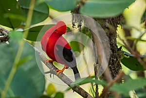 Andean Cock of the Rock - Rupicola peruviana