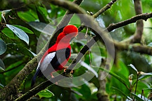 Andean Cock of the Rock - Rupicola peruviana