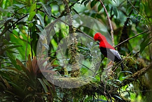 Andean Cock of the Rock - Rupicola peruviana