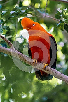 Andean Cock-of-the-rock Rupicola peruviana photo