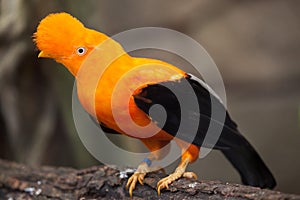 Andean cock-of-the-rock Rupicola peruvianus