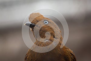 Andean cock-of-the-rock Rupicola peruvianus