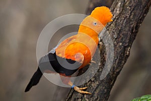 Andean cock-of-the-rock Rupicola peruvianus