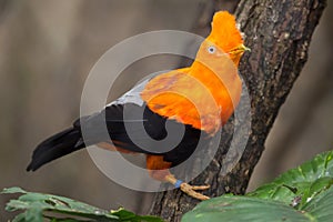 Andean cock-of-the-rock Rupicola peruvianus