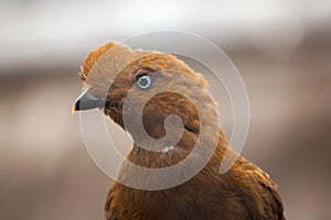 Andean cock-of-the-rock Rupicola peruvianus photo