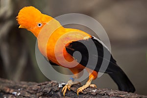 Andean cock-of-the-rock Rupicola peruvianus photo