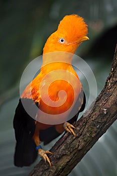 Andean cock-of-the-rock Rupicola peruvianus photo