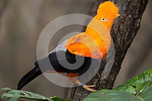 Andean cock-of-the-rock Rupicola peruvianus photo