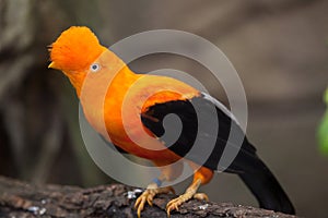 Andean cock-of-the-rock Rupicola peruvianus