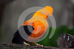 Andean cock-of-the-rock Rupicola peruvianus photo