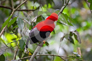 Andean cock-of-the-rock (Rupicola peruvianus) in JardÃ­n, Antioquia