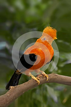 Andean Cock-of-the-rock, Rupicola peruvianus, perched photo