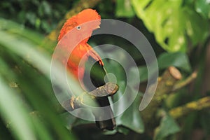 Andean cock-of-the-rock photo