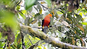 Andean cock-of-the-rock in a tree