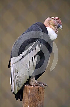 Andean Condor photo