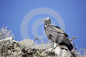 Andean Condor