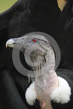 Andean condor photo