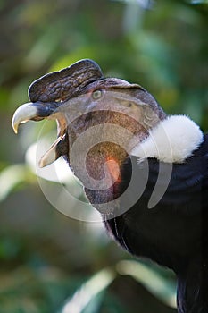 Andean Condor photo