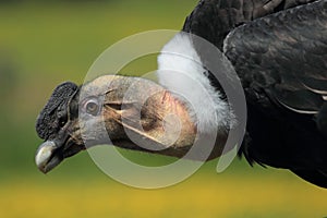 Andean condor