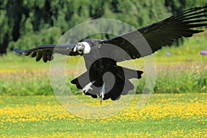 Andean condor photo