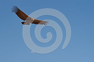 Andean Condor