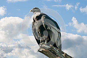 Andean Condor photo