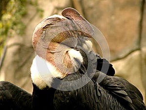 Andean Condor photo