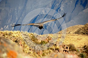 Andean Condor photo